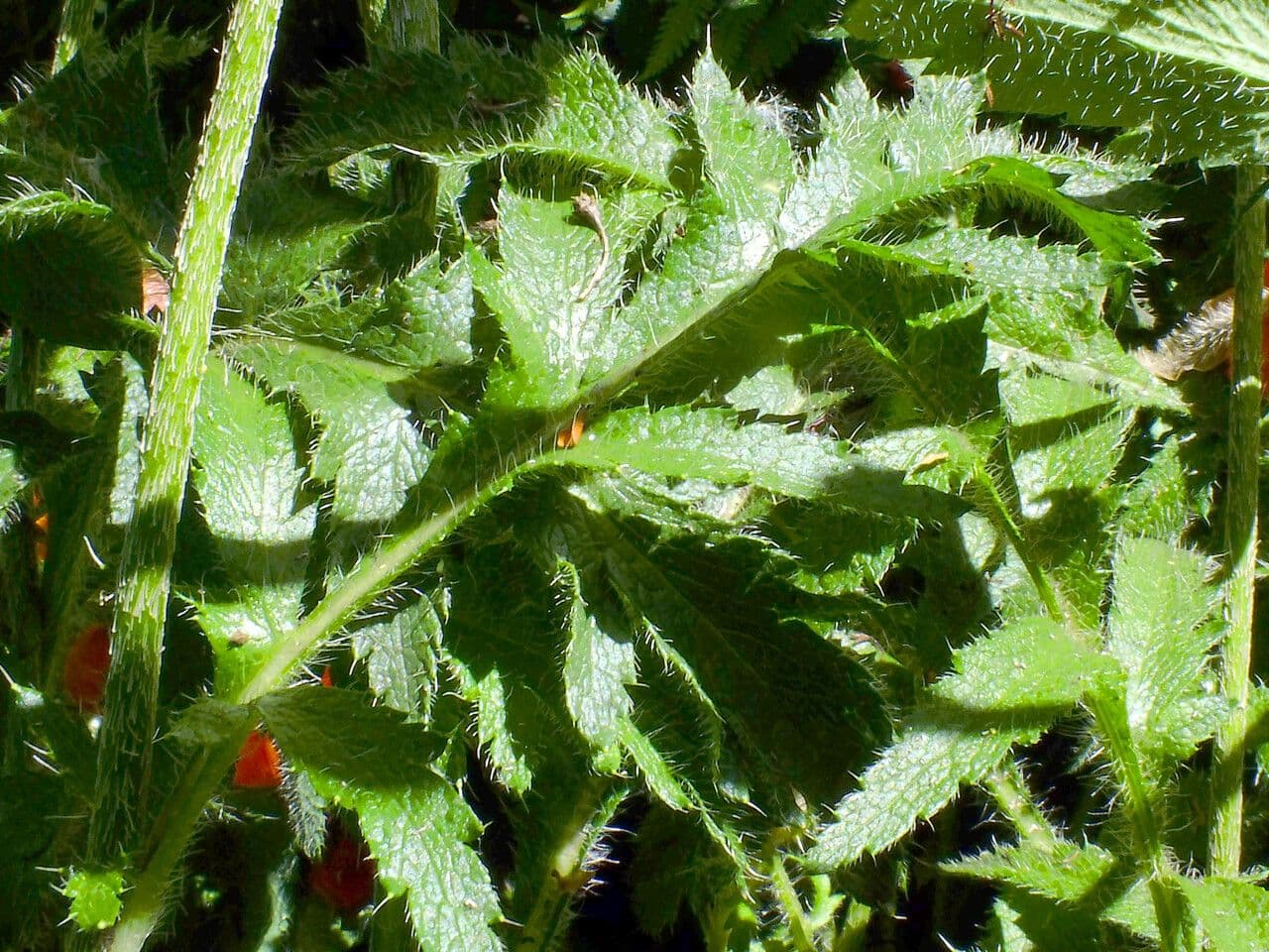 Rote Bluten des Papaver apulum mit dunklen Flecken
