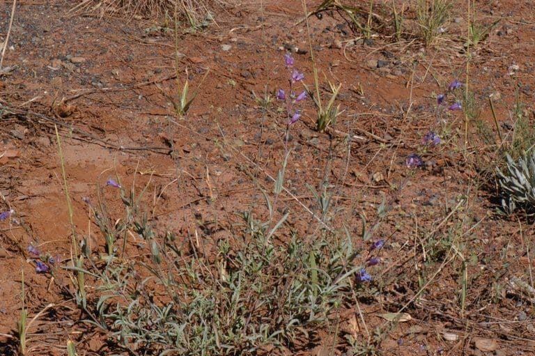 Penstemon laetus met blauwe buisvormige bloemen in een rotsige bergomgeving