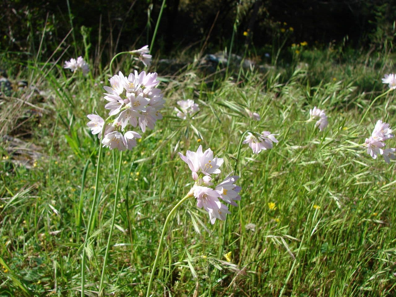 Allium narcissiflorum (narzissenlauch) met paarse bloemen