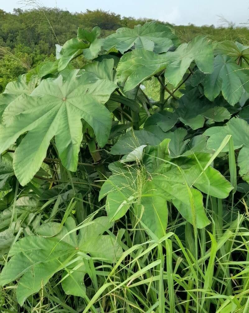 Cecropia schreberiana arbre tropical aux grandes feuilles lobées argentées