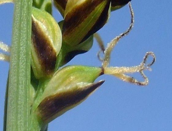 Laîche bleuâtre en bordure de mare avec des gouttes de rosée visibles au matin