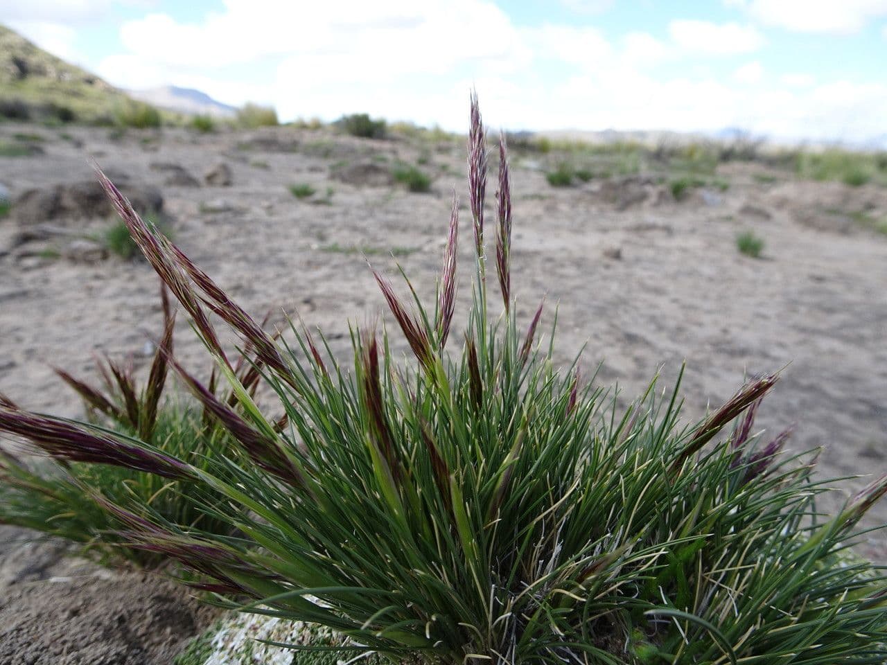Aristida adscensionis fijne borstachtige bloemen