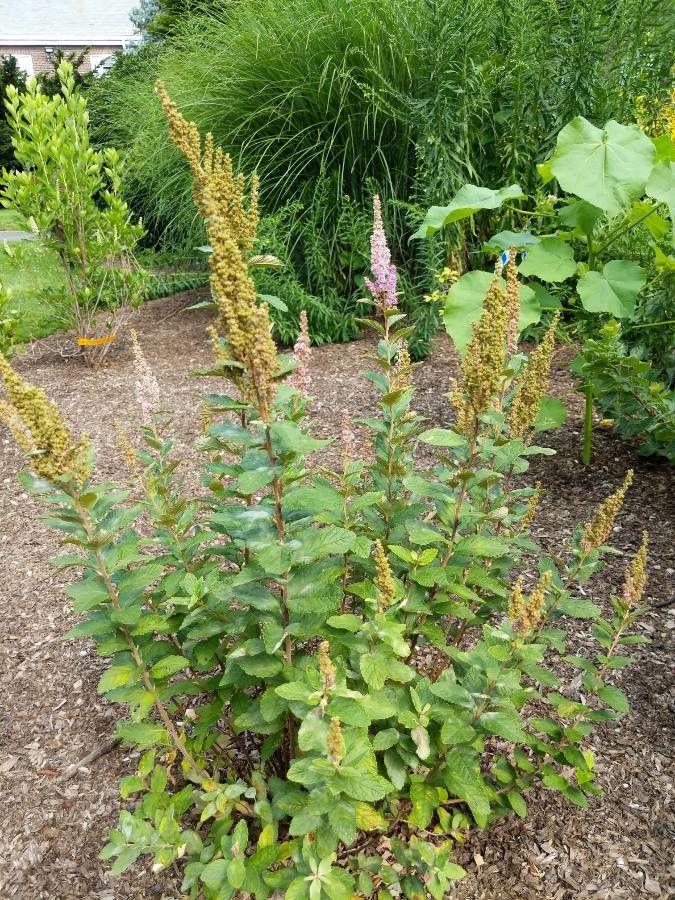 Filziger Spierstrauch mit rosafarbenen Blütenplüsch in einem feuchten Beet