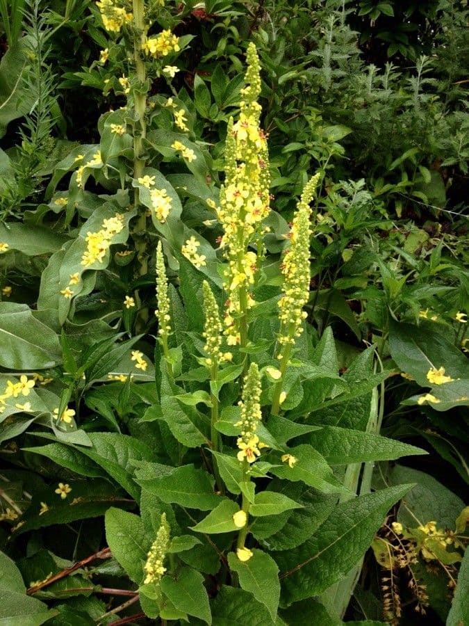 Verbascum nigrum met gele bloemen en donkere meeldraden