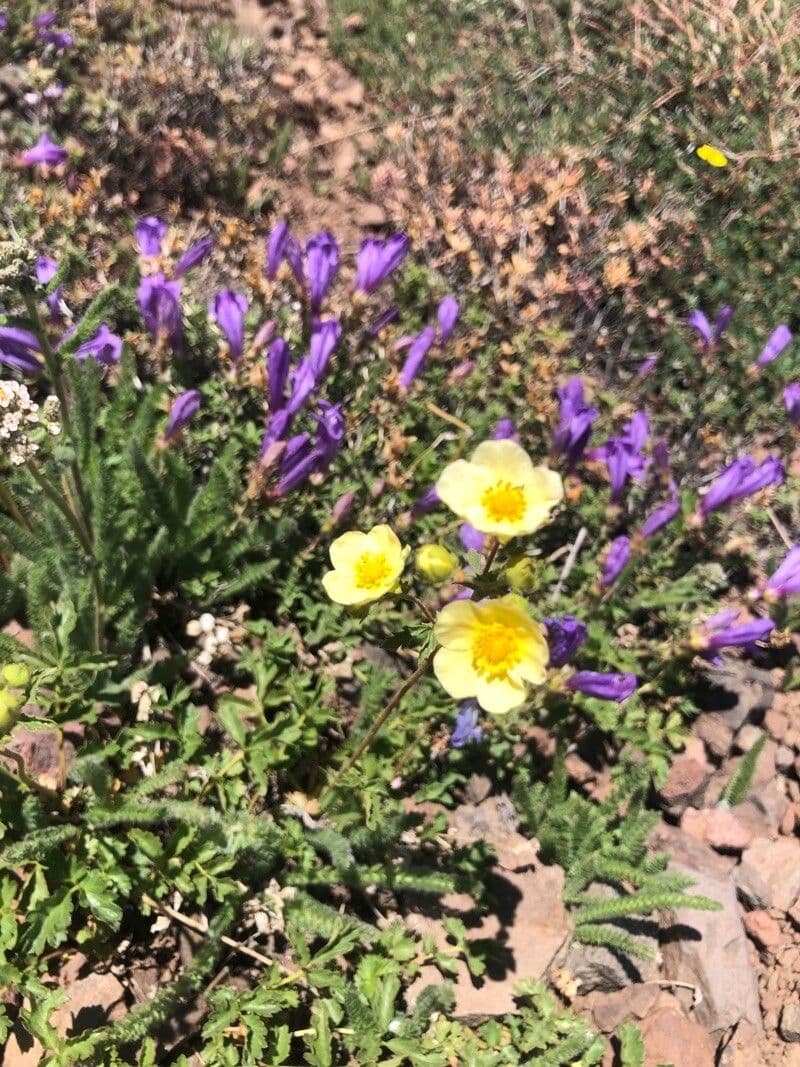 Fleurs de potentille grêle en habitat montagnard