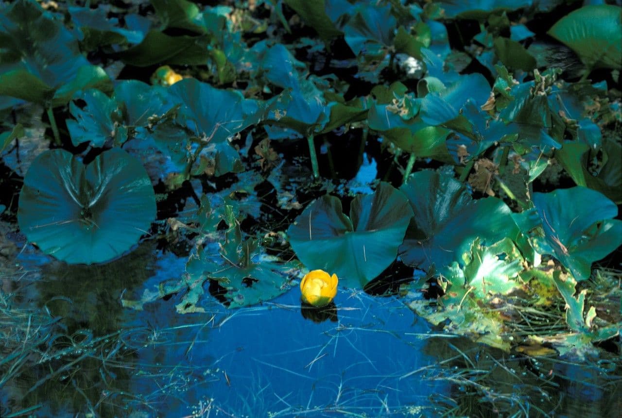 Nuphar polysepala gele waterlelie met drijvende bladeren op een bergmeer
