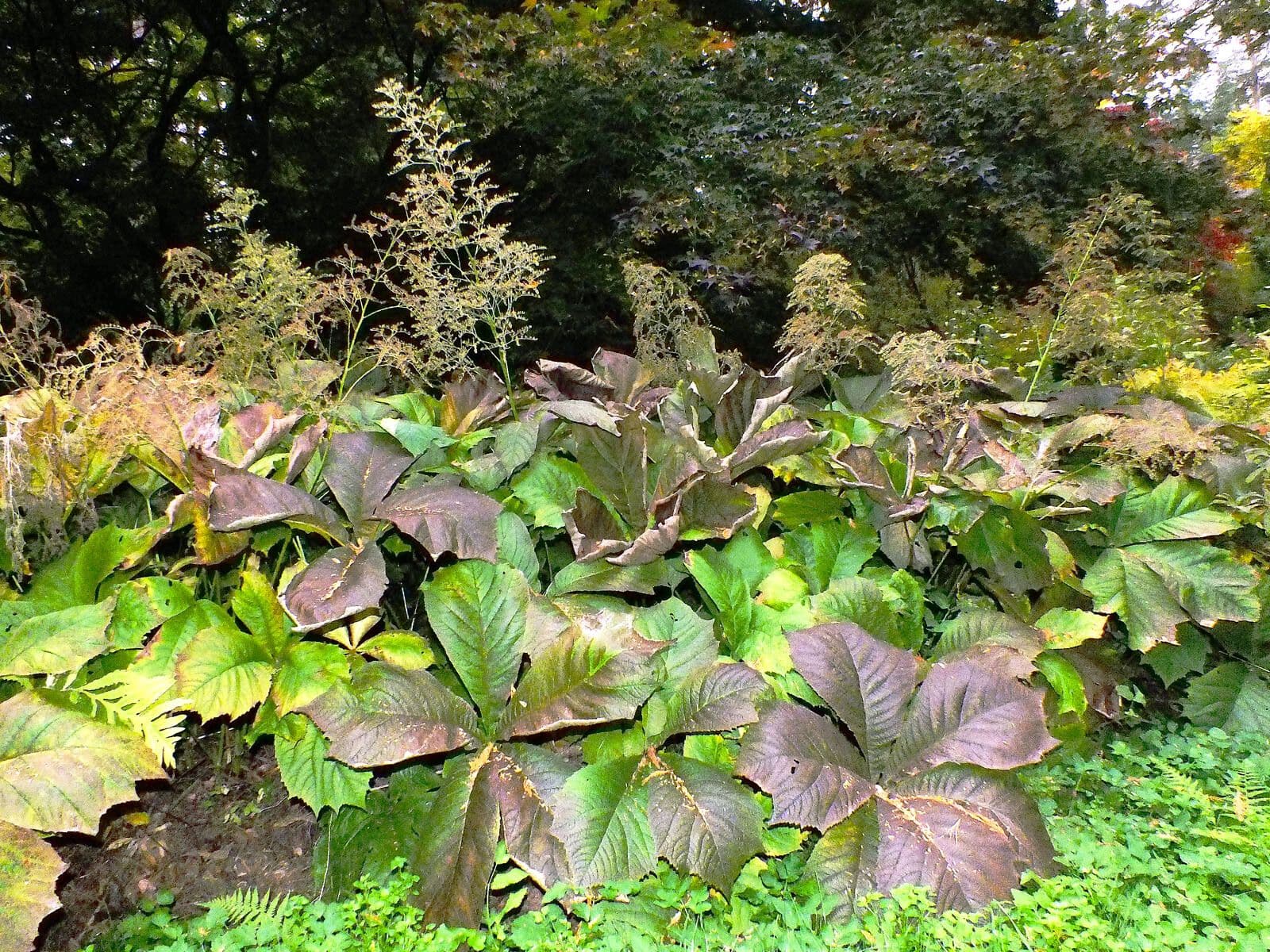 Rodgersia avec ses grandes feuilles palmées et des plumes blanc creme