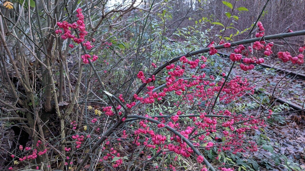Pfaffenhütchen im Herbst mit rosa Fruchtkapseln, die orangefarbene Samen freigeben