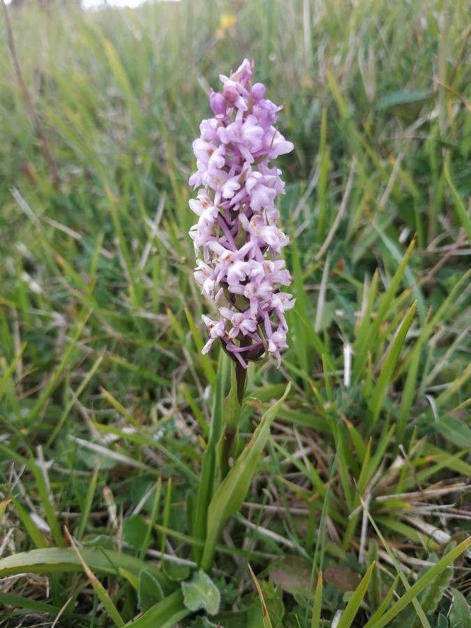 Wohlriechende hndelwurz in full bloom on a sunny meadow slope