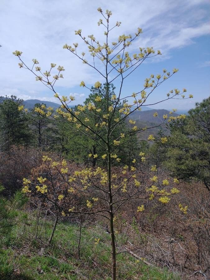 Sassafras avec ses feuilles trilobées caractéristiques en vert estival