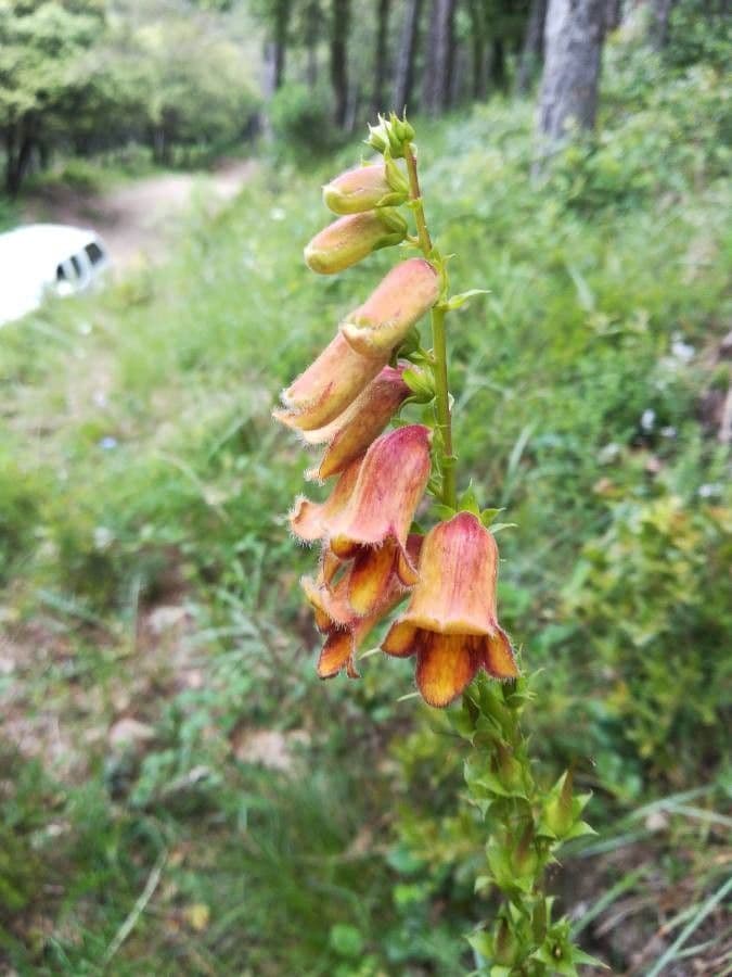 Digitalis obscura spanischer Fingerhut mit rostrot-roten Blueten