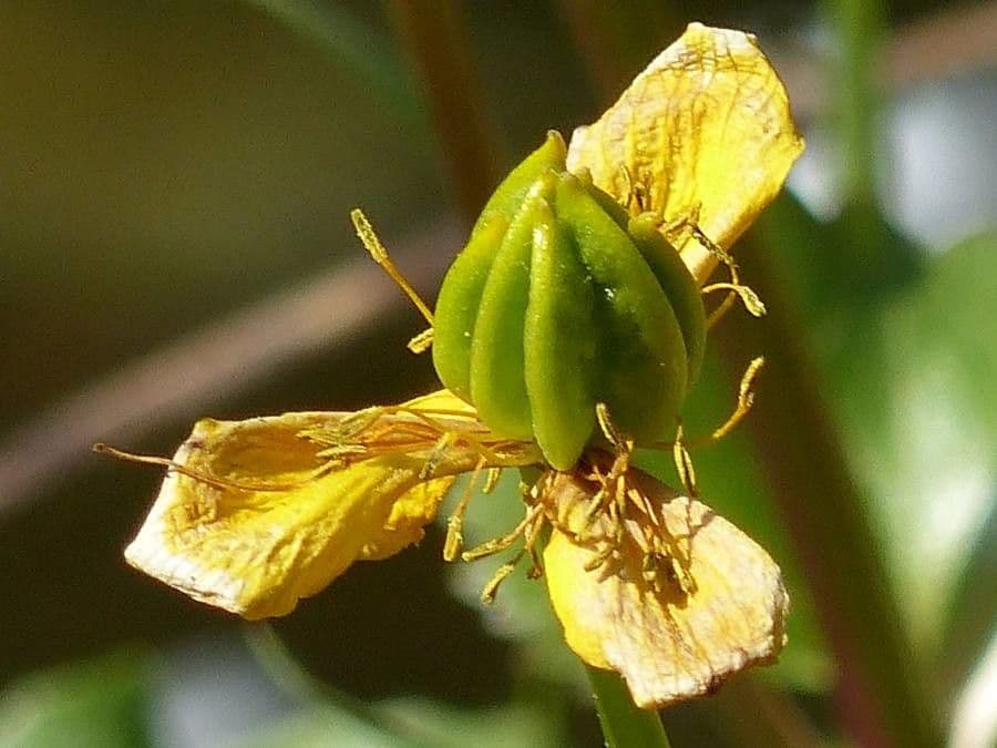 Fleurs jaunes en forme d'etoile de Hypericum coris parmi un feuillage en aiguilles dans une rocaille
