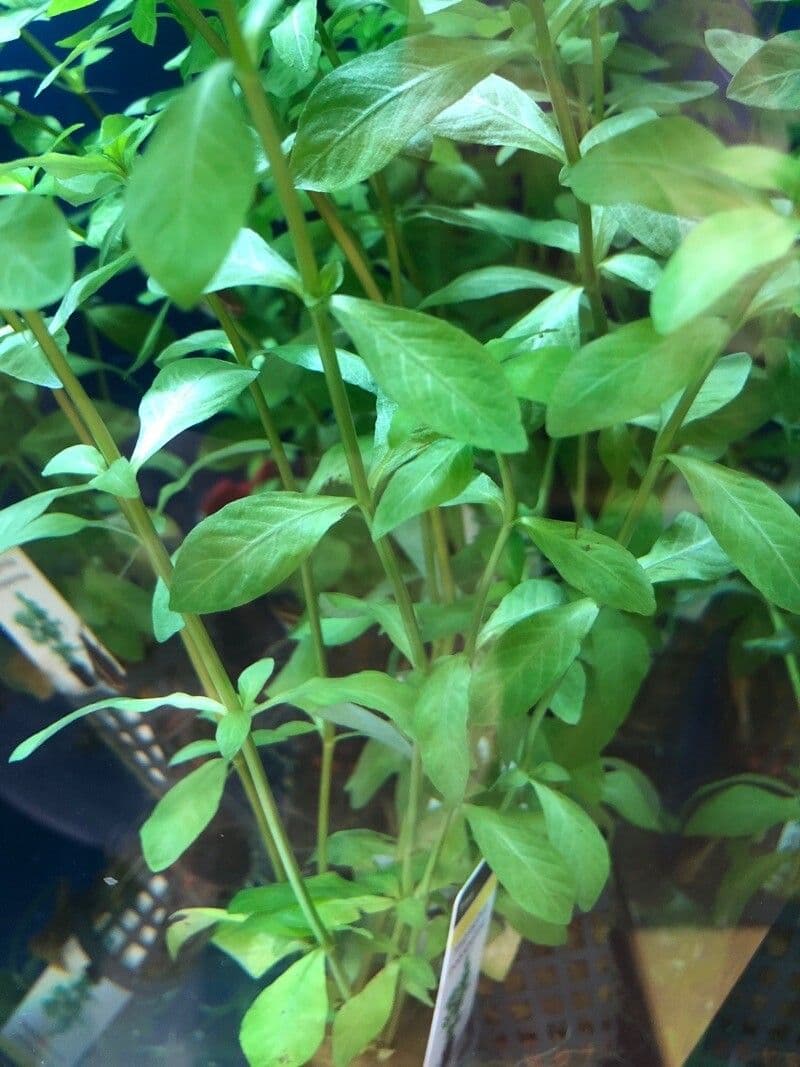 Hygrophila polysperma with lush green foliage underwater