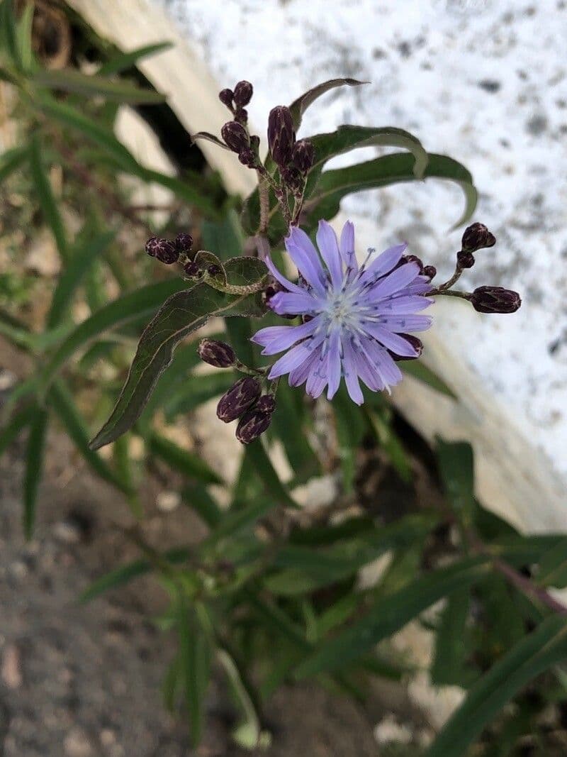 Lactuca sibirica with yellow flowers in wild garden setting