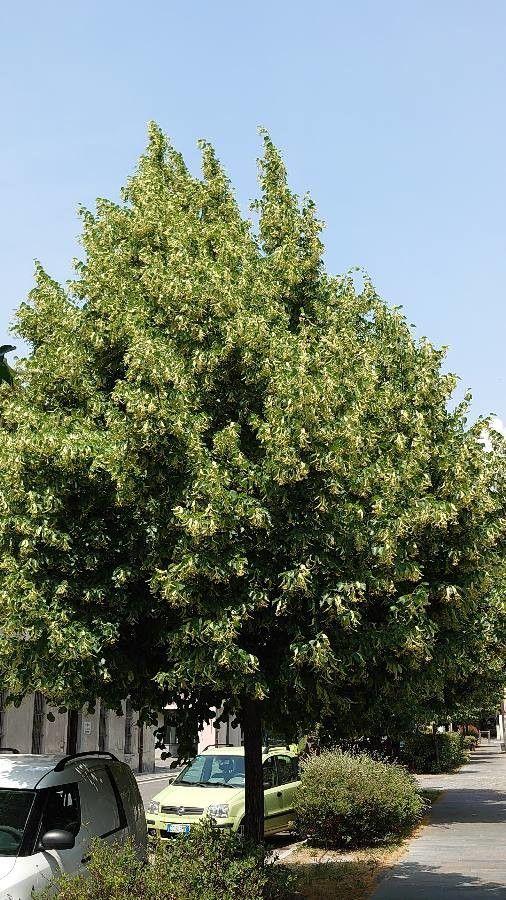Winterlinde in voller Blüte mit kleinen herzförmigen Blättern und duftenden weißen Blüten