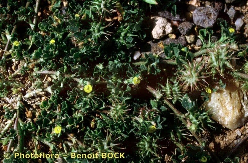 Medicago praecox plant met vroege gele bloemen in lente