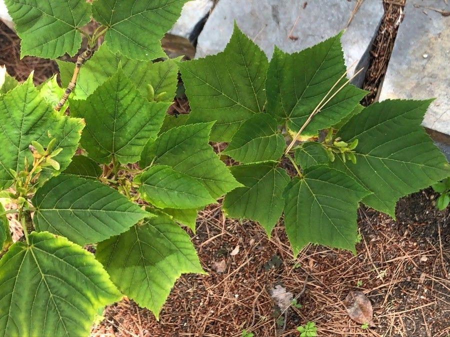 Grijze streepjesbastesdoorn met gestreepte bast en heldergroene bladeren in een rustige tuinschaduw