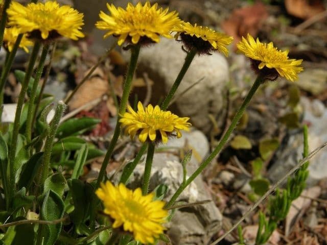 Gouden fijnstraal (Erigeron aureus) in bloei met felgele stralenbloemen