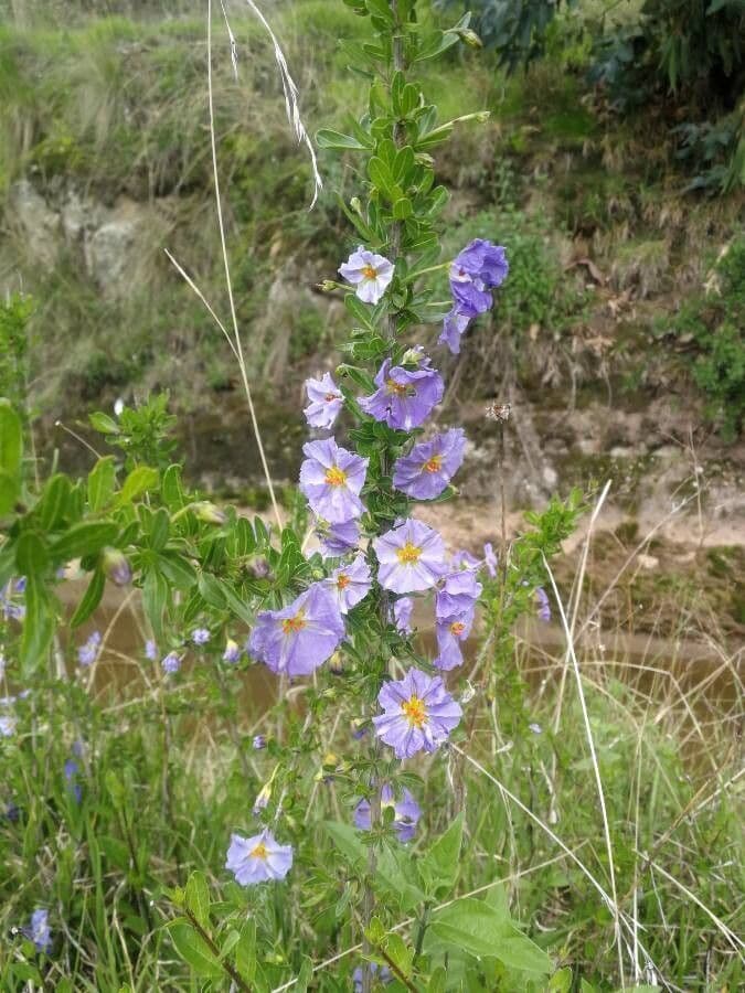 Bluewitch nachtschade met paarse blauwe bloemen en groene bladeren