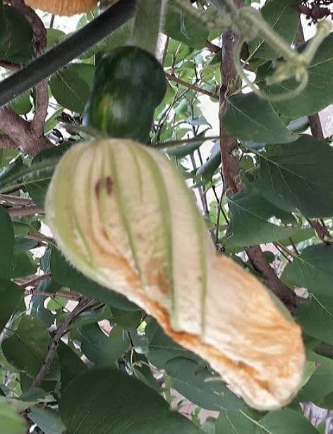 Fleurs jaunes de courge et courgette