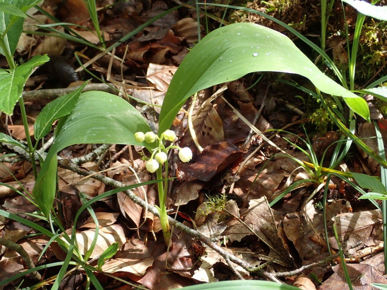 Lily-of-the-valley with white bell-shaped flowers and green leaves