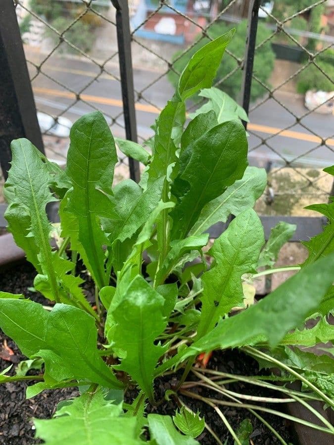Taraxacum retroflexum mit gelben Bluetenkoepfen und charakteristisch zurueckgeschlagenen Hullblaettern