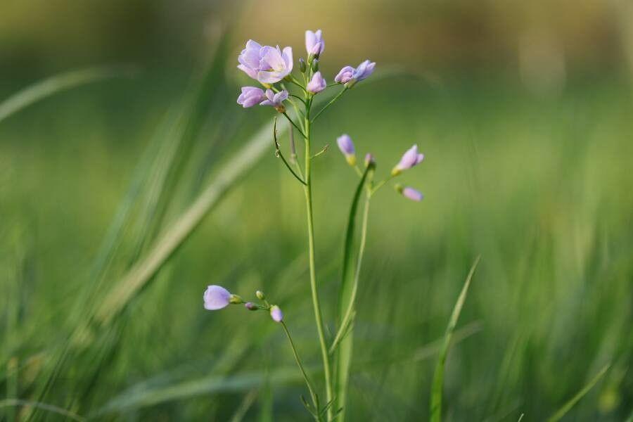 Fleurs roses de la Cardamine des prés dans une prairie humide, émergeant parmi les herbes hautes du début de saison