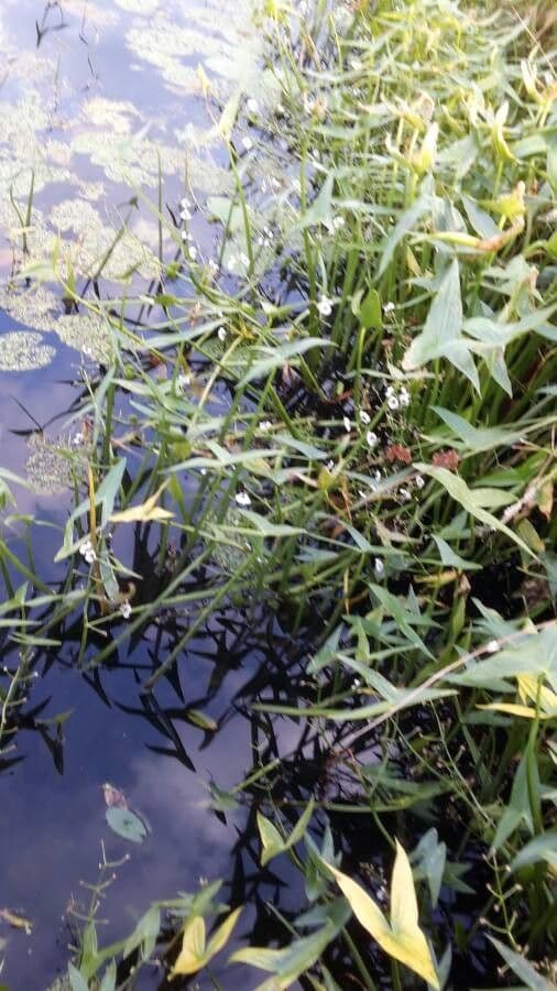Sagittaria sagittifolia bloemen en pijlvormige bladeren