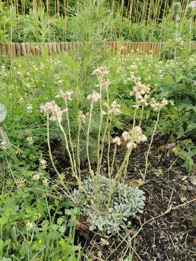 Katvoetenplant met fijne zilveren bladeren en grijswitte bloemen
