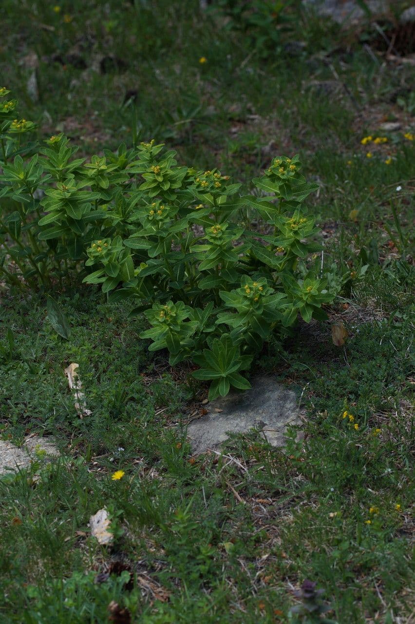 Euphorbia hyberna groeiende in natuurlijke omgeving