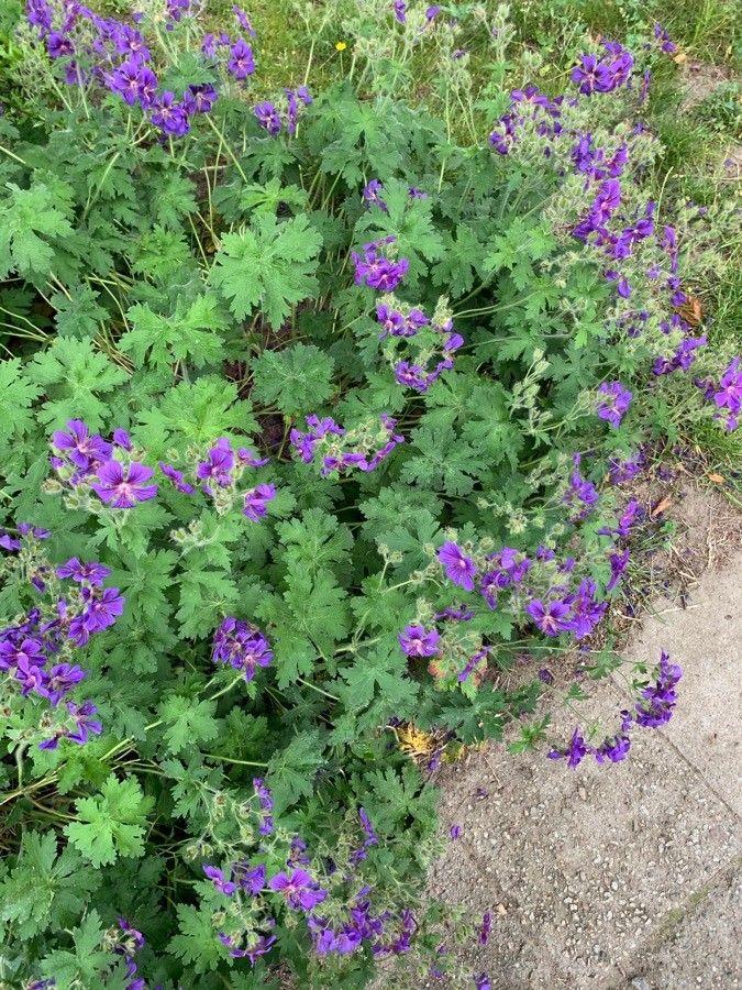 Geranium ibericum in full bloom in a border setting with deep green foliage and rich purple flowers