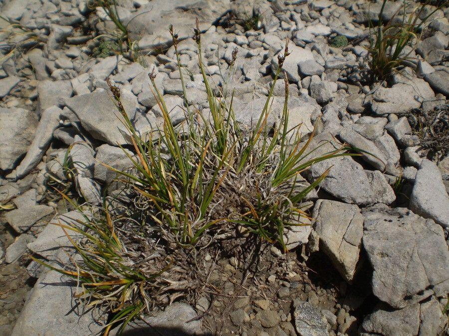 Carex glacialis dans un milieu rocheux et humide, éclairé par une lumière douce du matin