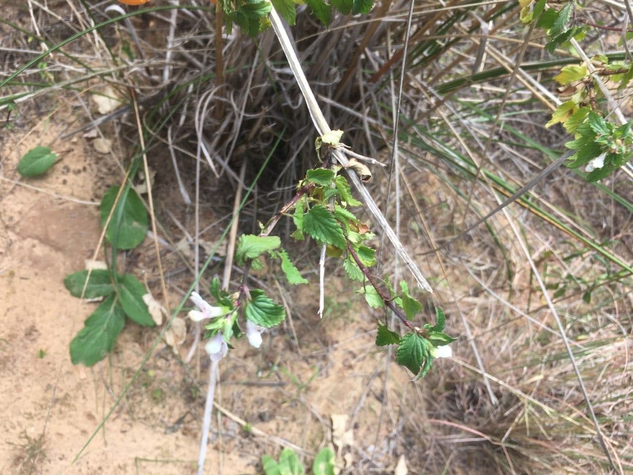 Prasium majus witte bloemen in mei