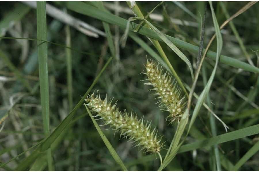 Bailey's sedge grouped growth with fine grass-like foliage texture