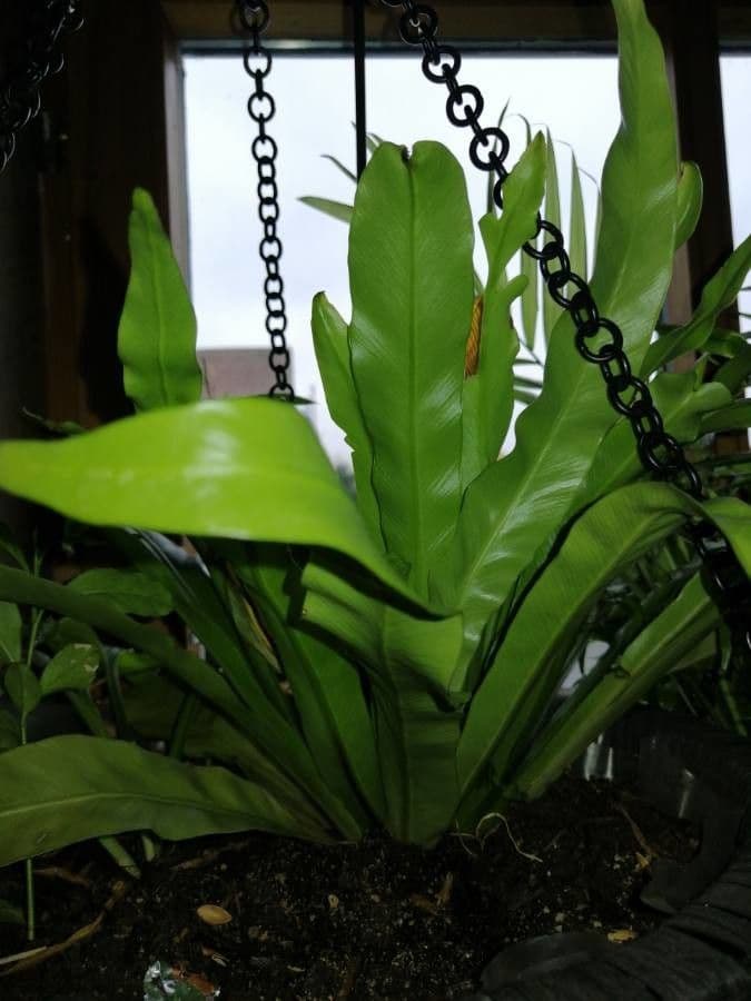 Grüne Farnwedel von Asplenium antiquum mit seidiger Textur