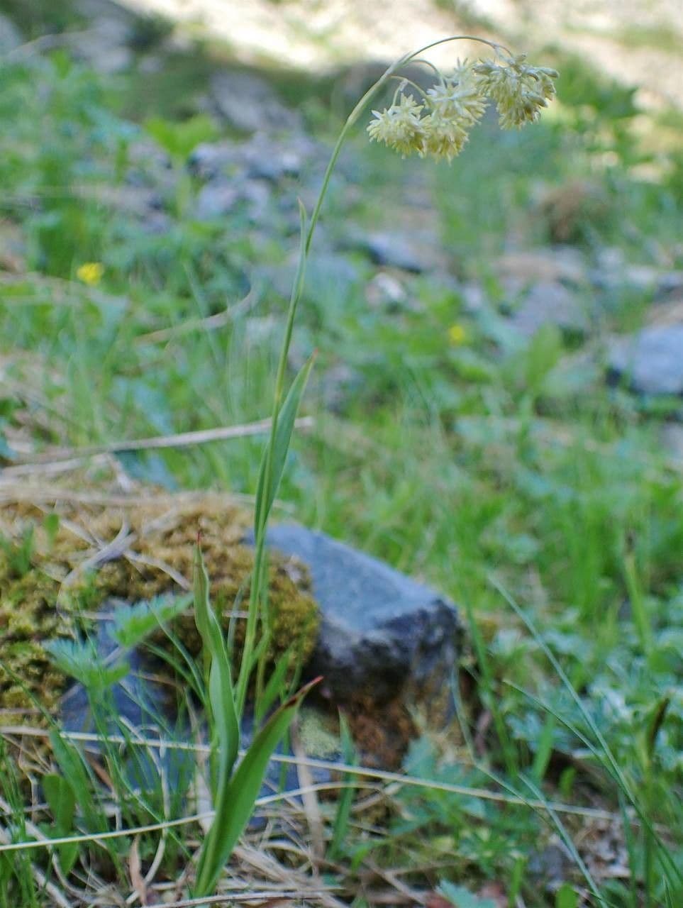 Luzula lutea yellow flowers in clusters