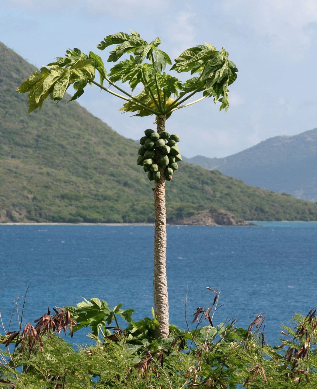 Carica papaya Papayabaum mit Fruchten