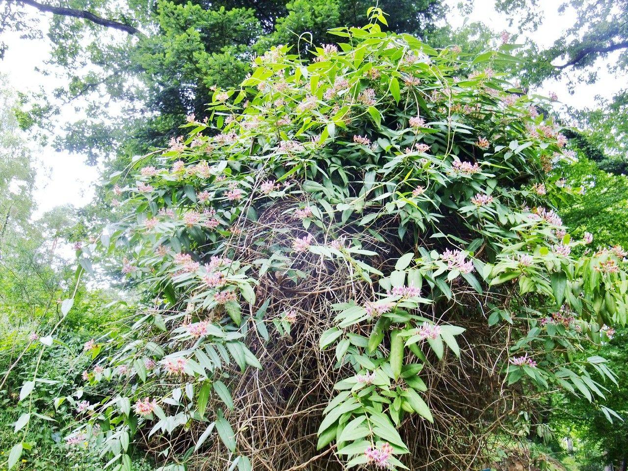 Lonicera acuminata klettert an einem Holzgitter in einer halbschattigen Gartenecke