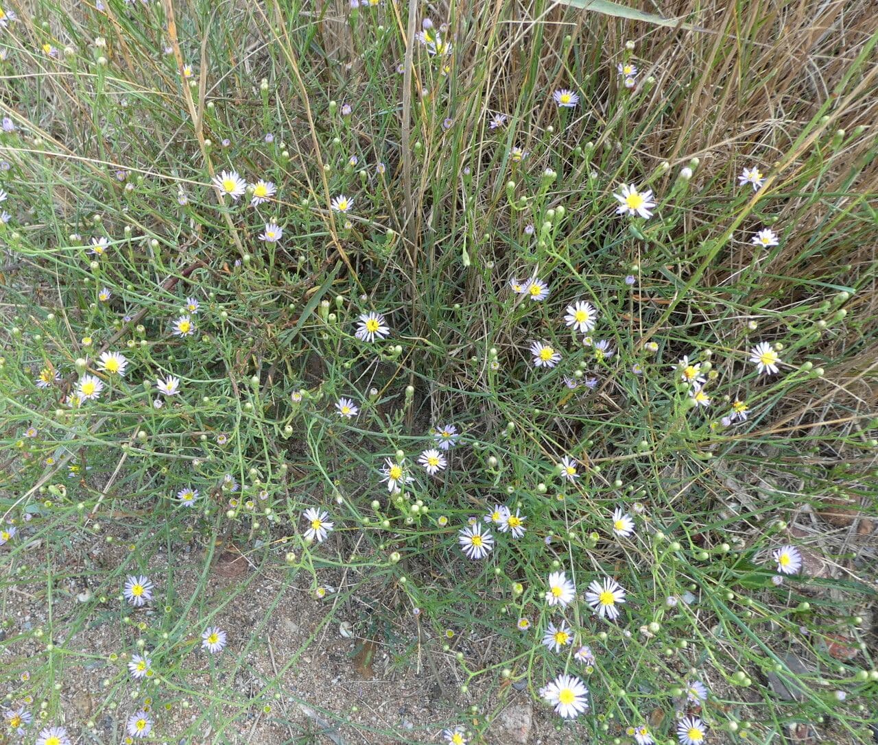 Tripolium pannonicum violette Bluten im Kustenhabitat