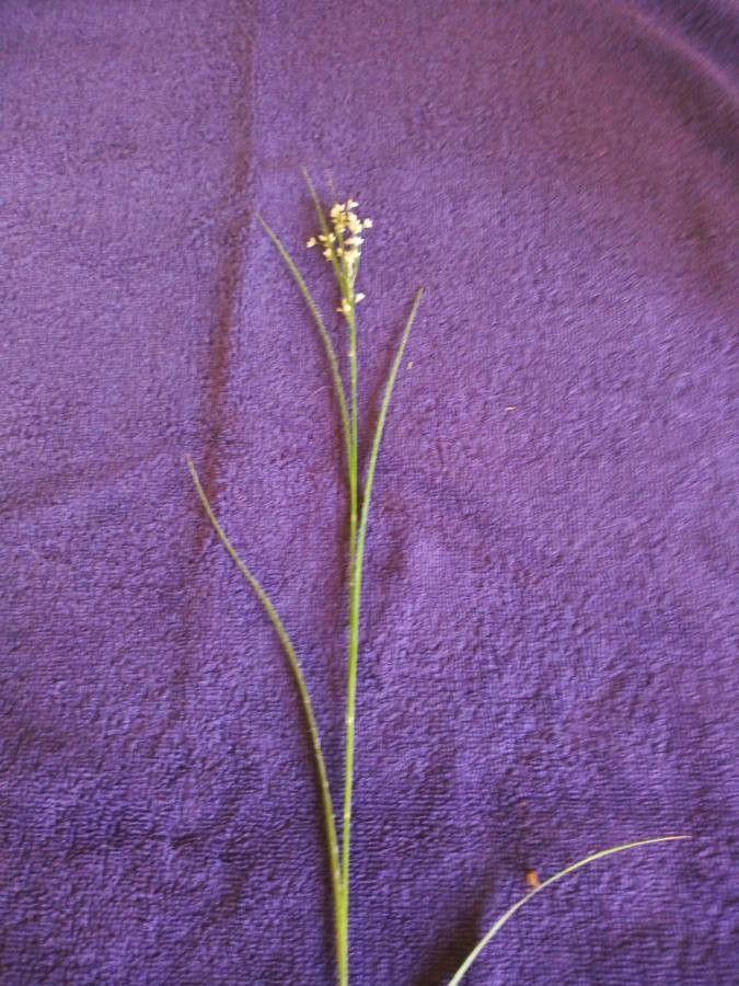 Carex disperma dans un milieu boisé, avec un feuillage souple et des hampes florales délicates
