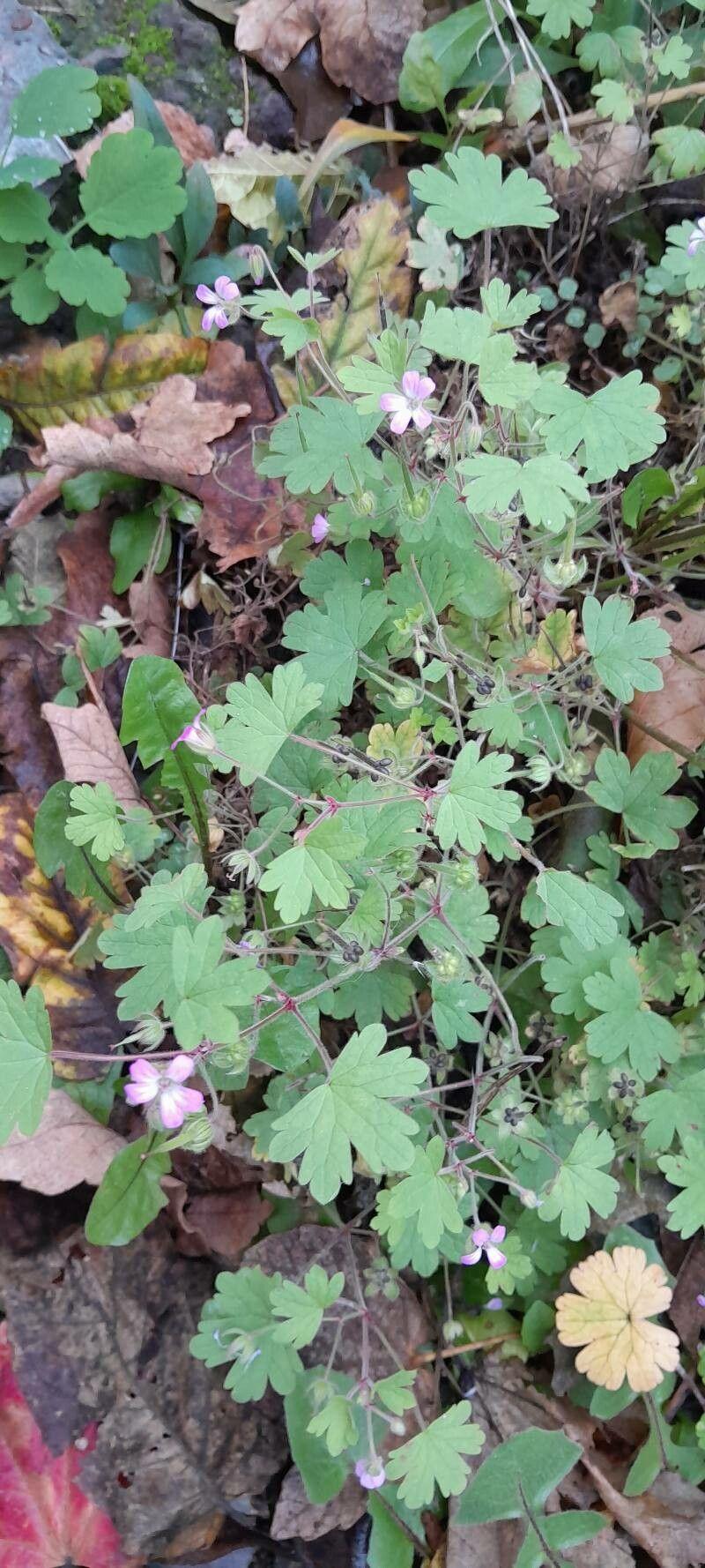 Géranium à feuilles rondes en fleurs, fleurs violettes parmi des feuilles rondes dans un massif ensoleillé