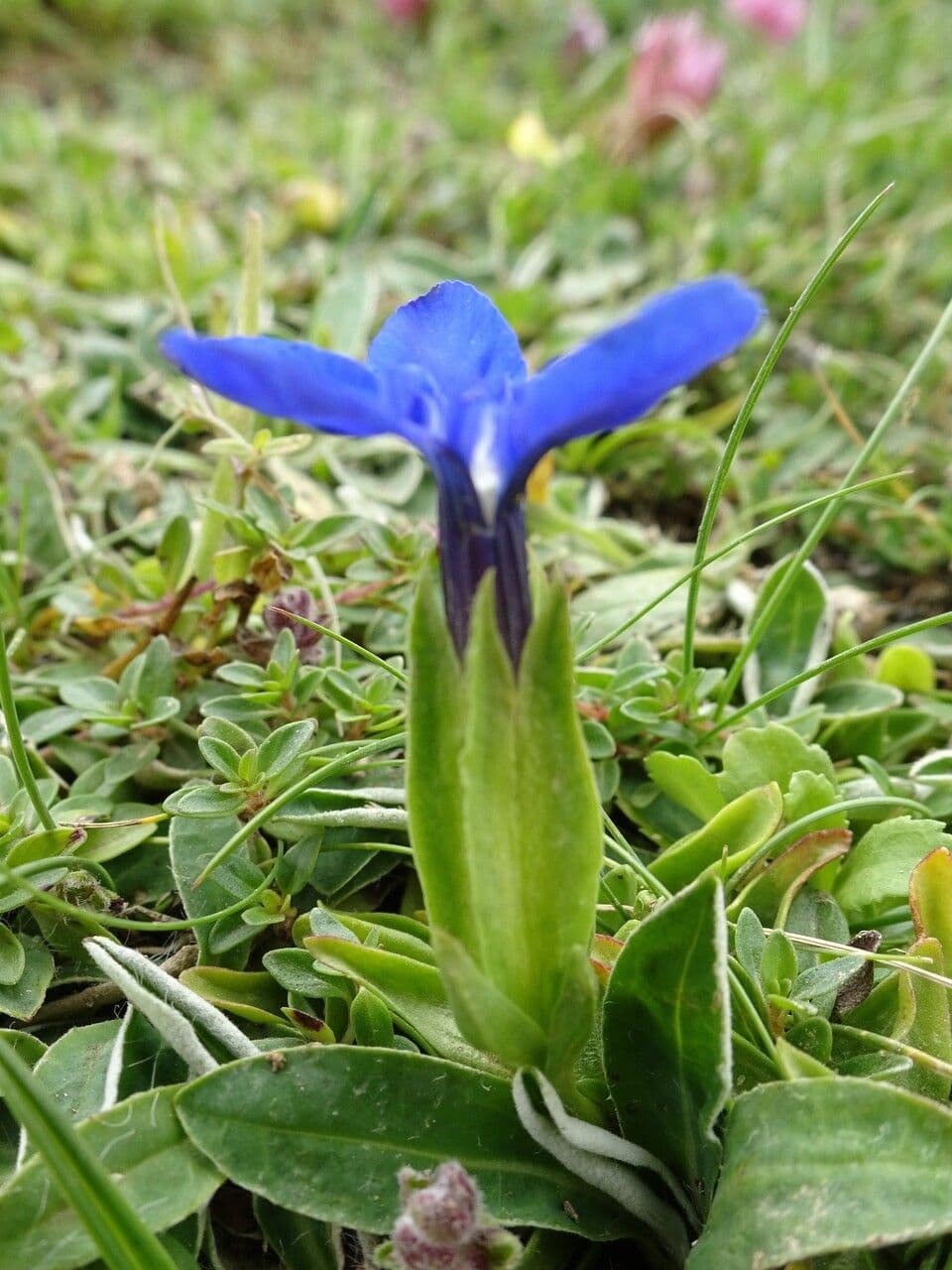 Strahlend blaue Blüten des Frühlings-Enzians im Frühjahr