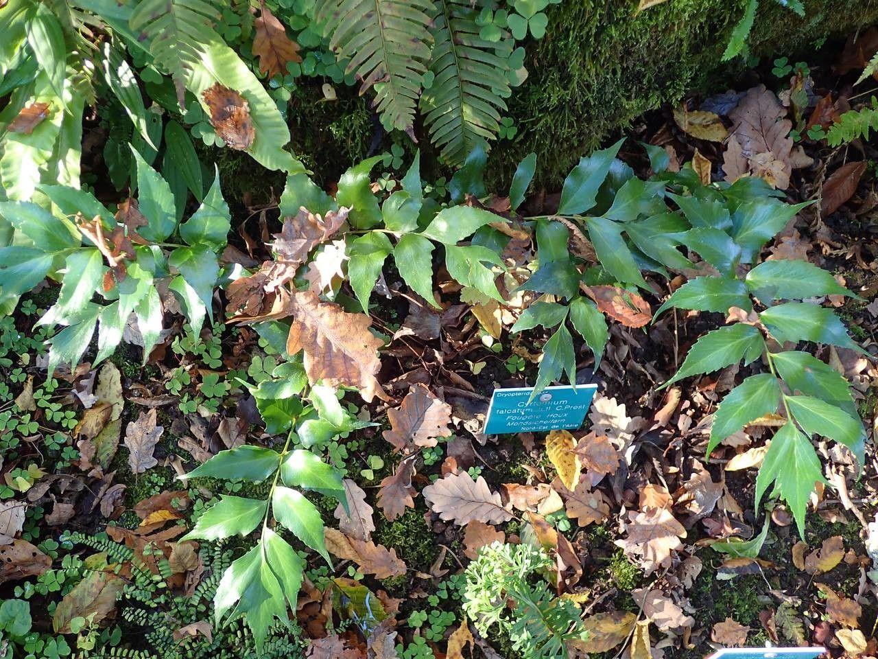IJzervaren (Cyrtomium falcatum) in volle glorie in een schaduwrijke tuinhoek