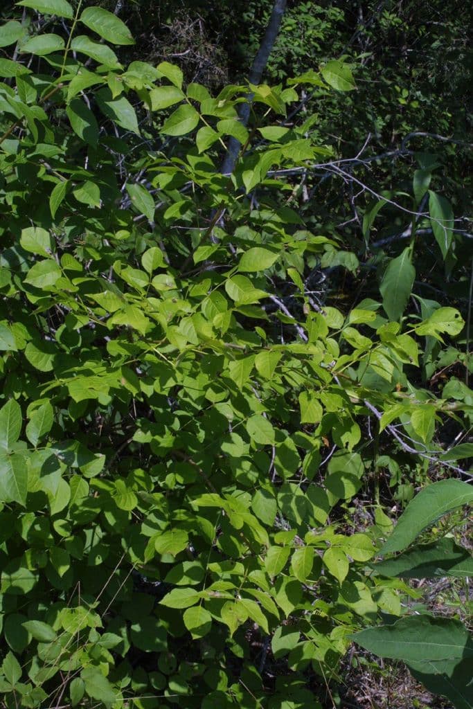 Fraxinus quadrangulata Blatter und Erscheinung