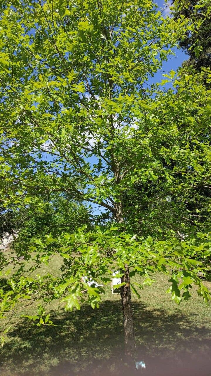 Quercus lobata (valley oak) leaves and bark