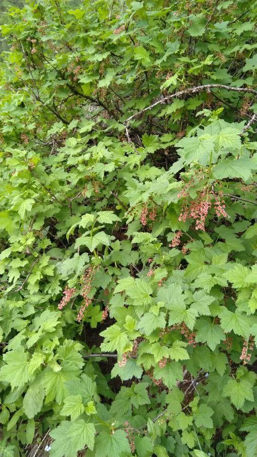 Felsenjohannisbeere (Ribes petraeum) in felsigem Waldsaum mit graugrünem Laub und hängenden Blütentrauben