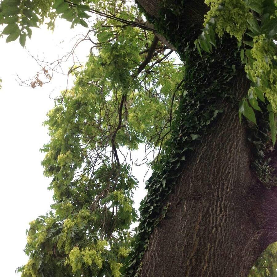 Glanzende, zusammengesetzte Blätter des Goetterbaums in voller Sommerpracht