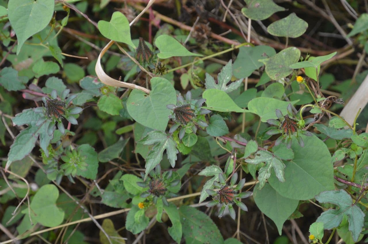 Stacheliger Hibiskus mit gelben Bluten und prominenten Kelchblattern und Staubgefaen