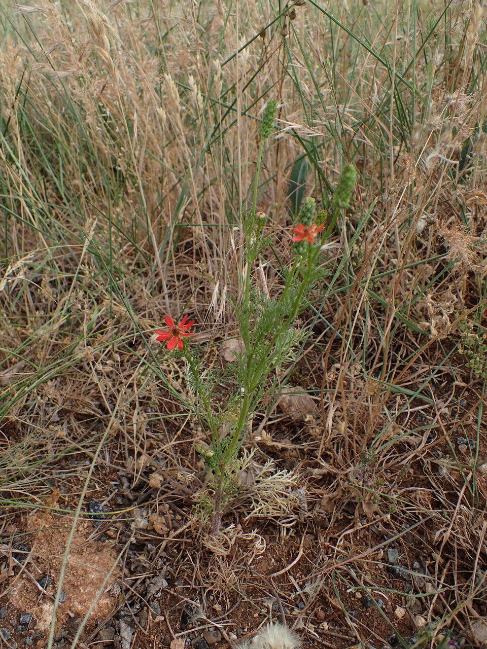 Bright red flowers of Large pheasant's-eye blooming in full sun on alkaline, well-drained soil