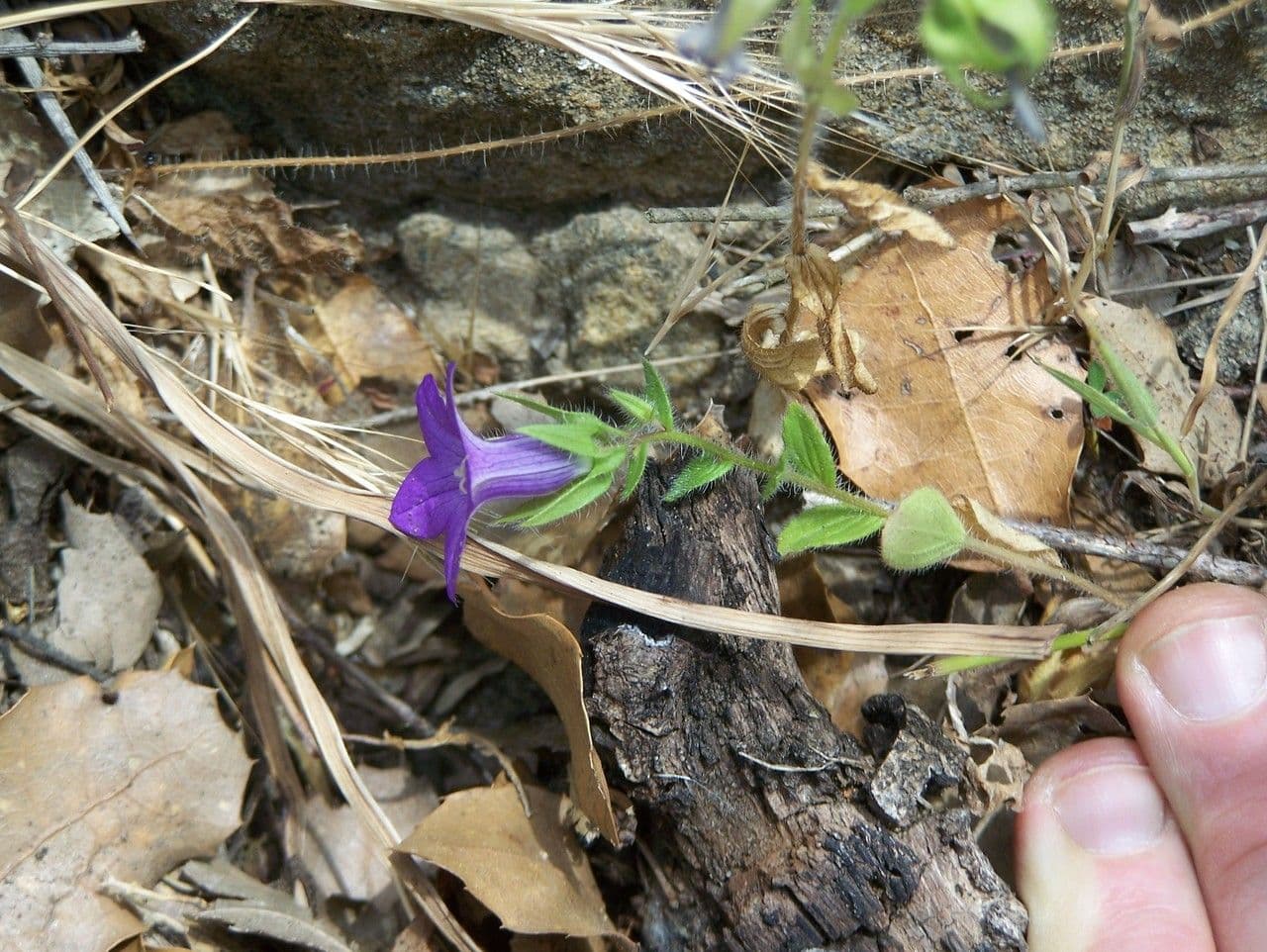 Campanula dichotoma bloemen